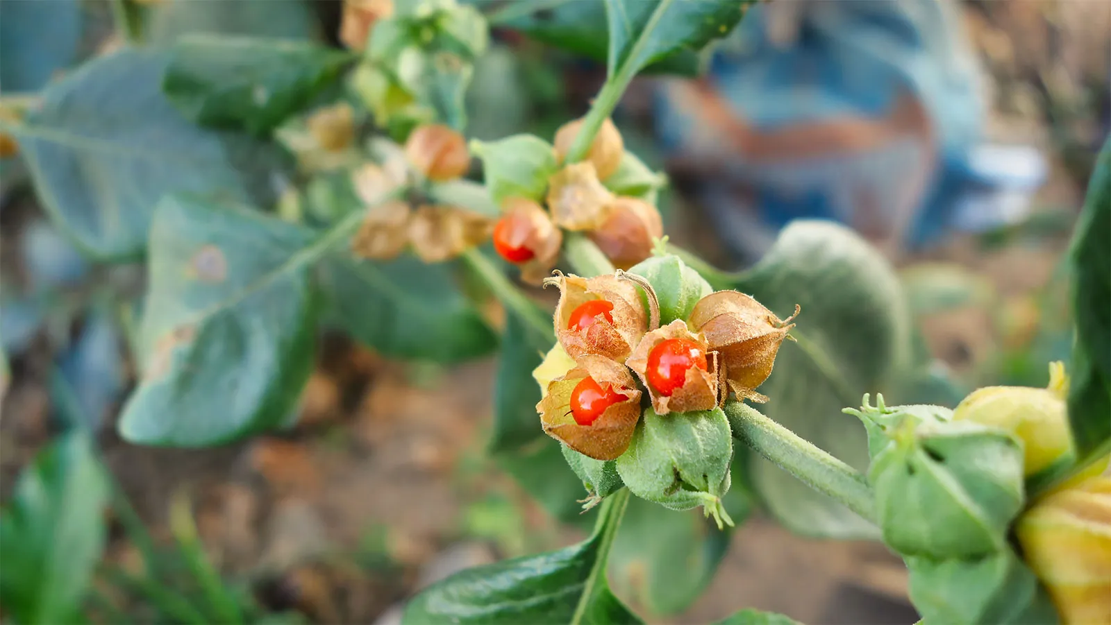 Withania Somnifera